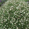 Erigeron karvinskianus 'Profusion'